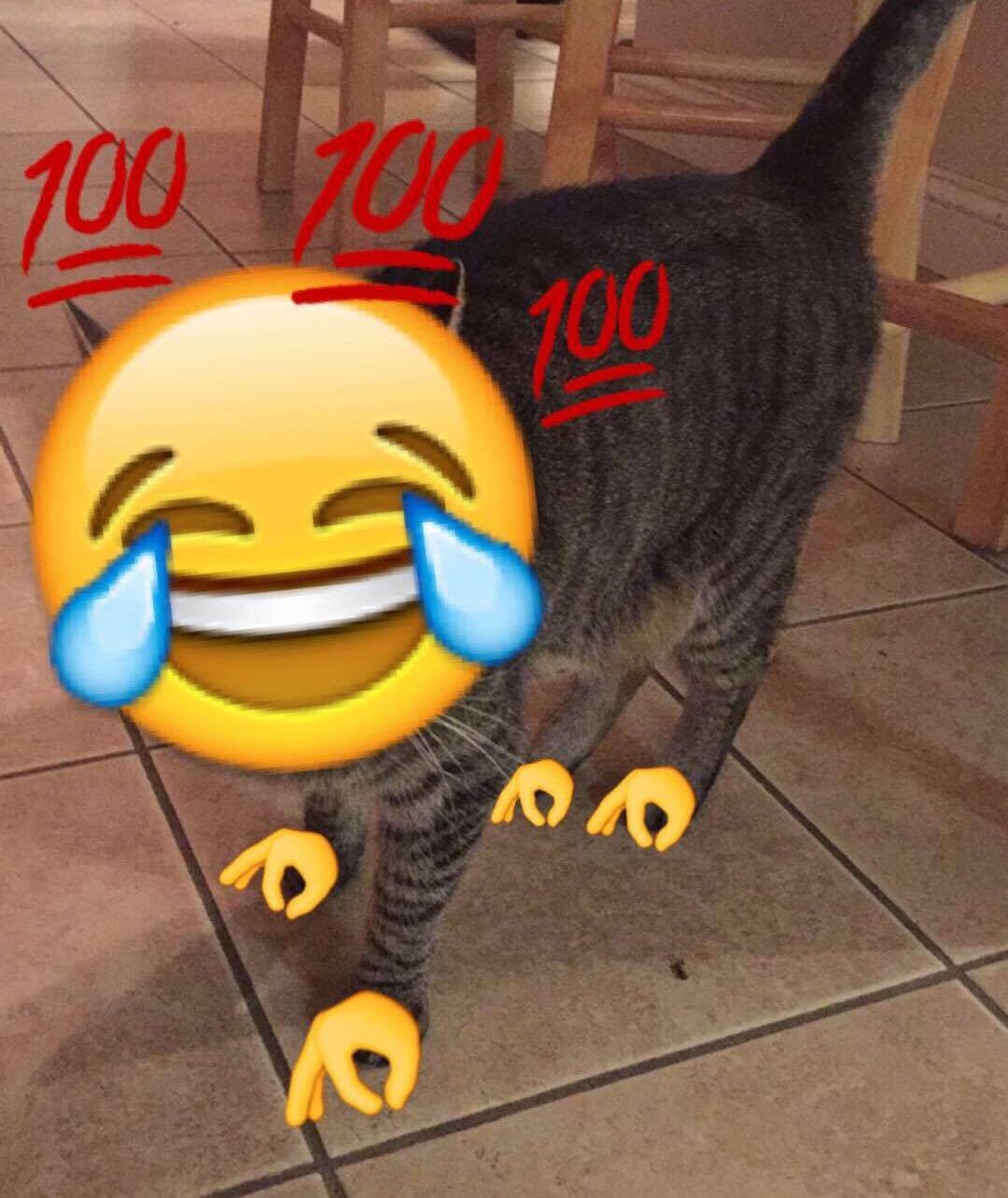 This meme features a picture of a cat with its face distorted in a comically exaggerated expression of sadness or despair. The cat's body is also distorted to resemble a humanoid figure, with its limbs stretched out in a way that makes it look like it's trying to walk on its hands and knees. The text "100" is written in a bold, red font across the image, implying that the cat is experiencing extreme emotional pain or distress.